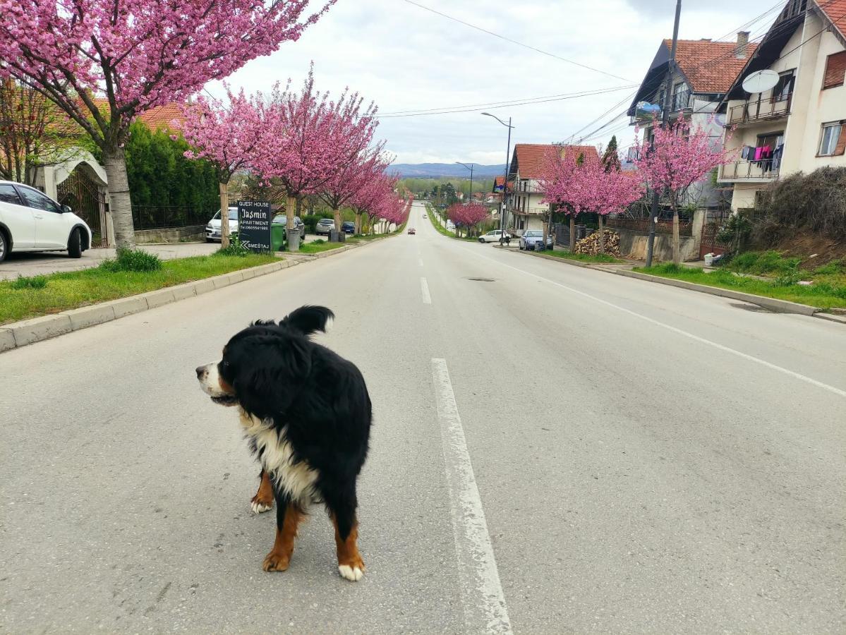 Apartmán Pansion Velickovic Niska Banja Exteriér fotografie